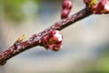 Cherry buds. Cherry buds on a tree branch on a blurred background. Place for an inscription. Spring