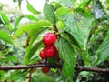 Cherry, cherries after rain in Turda, Transsylvania, Romania