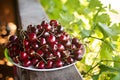 Cherry cherries ripe bright in drops of dew abundance