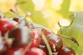 Cherry cherries ripe bright in drops of dew abundance closeup ma