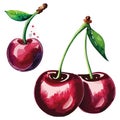 Cherry cherries vector illustration.