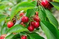 Cherry Cherry tree in the sunny garden. Cherry tree branch cherries hanging on the tree