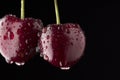 Cherry closeup. Organic ripe cherries covered with water drops on black background, macro shot
