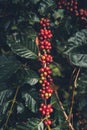 Cherry coffee Good quality red coffee beans exuberant coffee tree