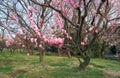 Cherry Corridor in the Higashiyama Zoo and Botanical Garden. Nagoya. Japan Royalty Free Stock Photo