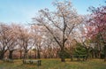 Cherry Corridor in the Higashiyama Zoo and Botanical Garden. Nagoya. Japan Royalty Free Stock Photo