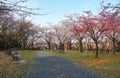 Cherry Corridor in the Higashiyama Zoo and Botanical Garden. Nagoya. Japan Royalty Free Stock Photo