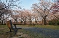 Cherry Corridor in the Higashiyama Zoo and Botanical Garden. Nagoya. Japan Royalty Free Stock Photo