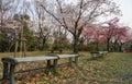 Cherry Corridor in the Higashiyama Zoo and Botanical Garden. Nagoya. Japan Royalty Free Stock Photo