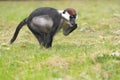 Cherry-crowned mangabey Royalty Free Stock Photo