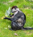 Cherry crowned mangabey 1 Royalty Free Stock Photo