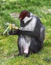 Cherry crowned mangabey 2 Royalty Free Stock Photo