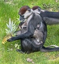 Cherry crowned mangabey 3 Royalty Free Stock Photo