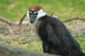 Cherry-crowned mangabey monkey Royalty Free Stock Photo