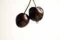 Cherry dark hanging berries on top