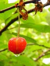 Cherry with a drop of rain on a tree branch Royalty Free Stock Photo