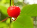 Cherry with a drop of rain on a tree branch Royalty Free Stock Photo