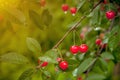 Cherry in the drops after the rain in the garden