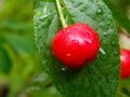 on cherry drops of water after rain