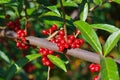 Cherry elaeagnus, Elaeagnus multiflora