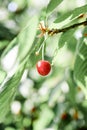 Cherry in the evening light, selective focus.