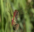 Cherry-faced Meadowhawk