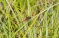 Cherry-faced Meadowhawk Sympetrum internum Perched on a Blade of Grass