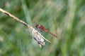 A Cherry-faced Meadowhawk Sympetrum internum Perched on a Branch in the Mountains of Colorado