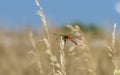 Cherry-faced Meadowhawk Sympetrum internum Perched on Dried Grass