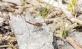 Cherry-faced Meadowhawk Sympetrum internum Perched on Dried Wood