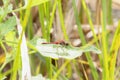 Cherry-faced Meadowhawk Sympetrum internum Perched on a Leaf in Eastern Colorado