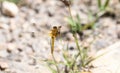 Cherry-faced Meadowhawk Sympetrum internum Perched on a Leaf in Eastern Colorado