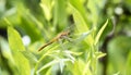 Cherry-faced Meadowhawk Sympetrum internum Perched on a Leaf in Eastern Colorado