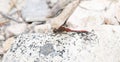 Cherry-faced Meadowhawk Sympetrum internum Perched on a Rock