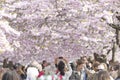 Cherry flower blooming in Kungstradgarden in Stockholm, Sweden Royalty Free Stock Photo