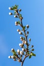 Cherry flower buds against a blue sky in spring garden. Macro photo of a flower in soft and pastel colors. The revival of nature. Royalty Free Stock Photo