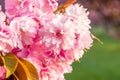 Cherry flower macro with water drops Royalty Free Stock Photo