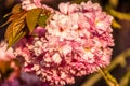 Cherry flower macro with water drops during sunrise Royalty Free Stock Photo