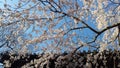 Cherry Flower in Tokyo Shrine