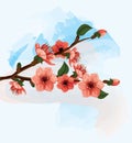 Cherry flower vector illustration