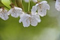 Cherry flowers