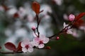 Cherry flowers Royalty Free Stock Photo