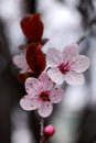 Cherry flowers Royalty Free Stock Photo