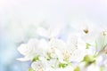 Cherry flowers background Royalty Free Stock Photo