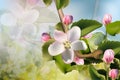 Cherry flowers background Vector. Beautiful spring cards Royalty Free Stock Photo