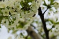 Cherry Flowers