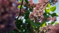 Cherry flowers blossoming on sunny spring day. Charming sakura tree blooming. Royalty Free Stock Photo