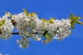 Cherry flowers and blue sky