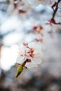 Cherry flowers on blurred background in softfocus