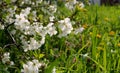 Cherry flowers on a blurred background. Delicate spring background. Royalty Free Stock Photo